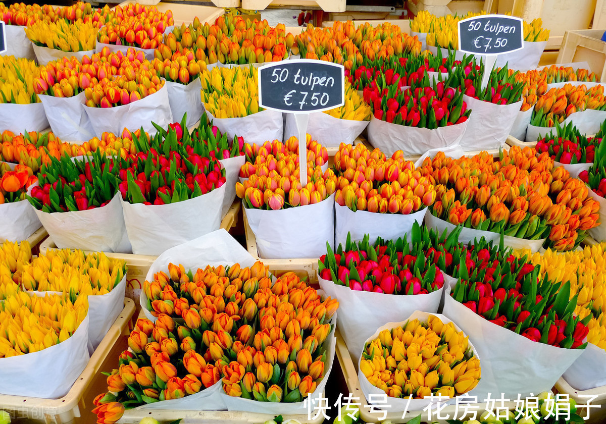 娟子|花市买回来的花,会出现各种不适,教你4招,轻松适应新家