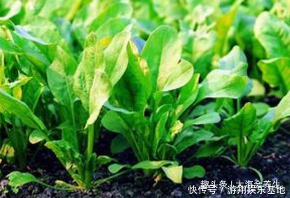 菠菜|吃完菠菜一小時之內,不要在碰此物,有很多人不清楚,早知早好
