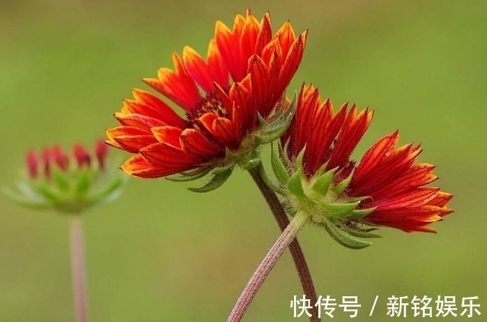 澎湖&此花花姿娇娆，色彩艳丽，优美的身姿让人眼花缭乱，象征同心协力