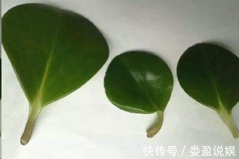 长寿花|别再浪费钱买花了，这些花掰片叶子就能长一大盆，省下好多钱！