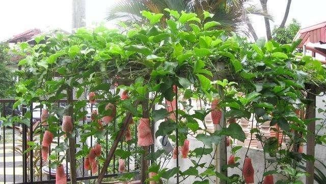 枝条|有1种“水果”，剪根枝条插土里，15天生根，结出果子“吃不完”