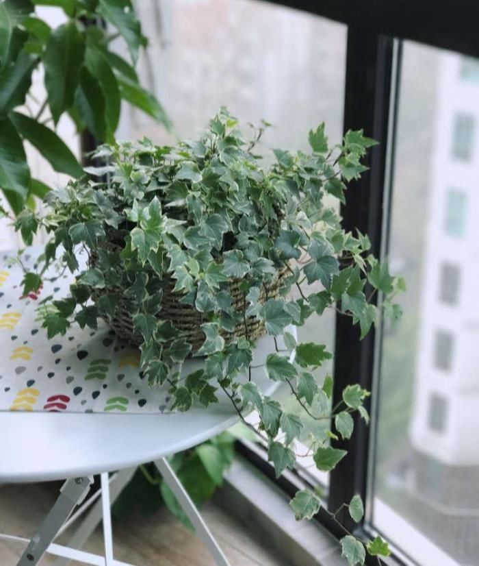 薄荷|卫生间放这3种“花”,耐阴除臭还杀菌,轻松告别厕所异味