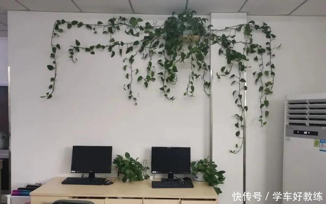 1米7的天竺葵,开花成瀑布,太震撼了!