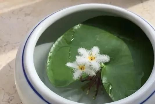 只用水不用土的植物,一片叶子就开花,简直太神奇了