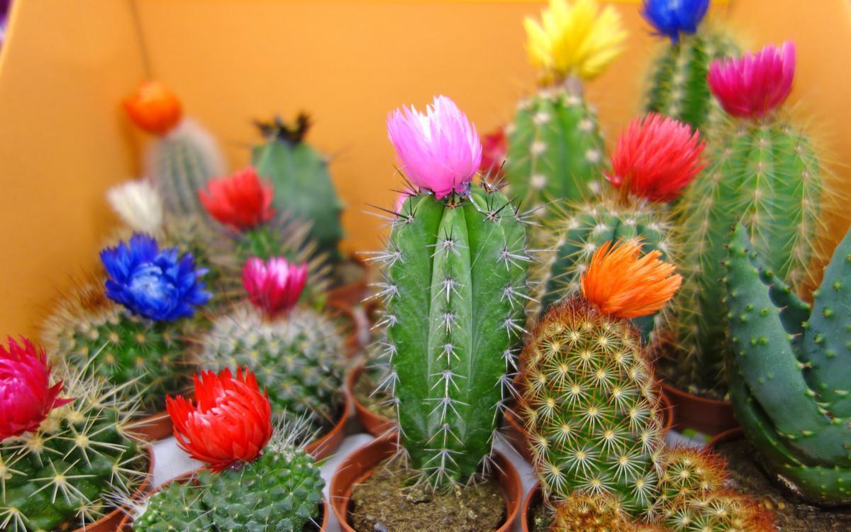 鸭脚木|这22款植物室内养护不但净化空气还吸甲醛,花友纷纷收藏