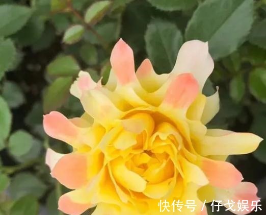 是一款长得像菊花的月季，赶紧来安利下，可千万要注意