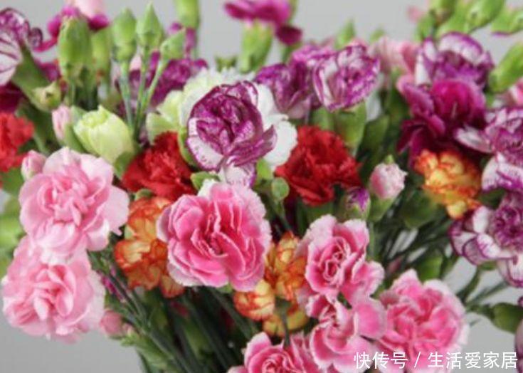 夏天|4种花现在养刚刚好,夏天开花很漂亮,花期长,随便一养成花海!