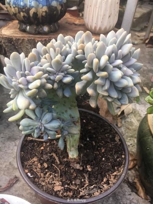 都在养“多肉”?那你见过养了15年的“胧月”,是什么样吗?