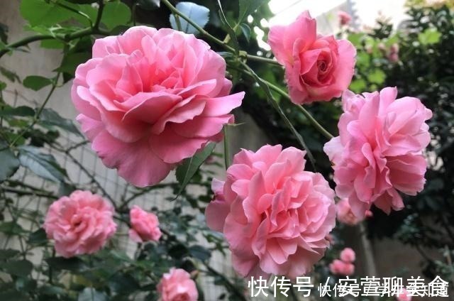 丰花月季|此款盆栽绿植，花美若牡丹，四季开花，还很好养，南方北方都能种！