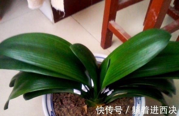 叶子|君子兰夹箭不开花,别慌,学会这些轻松搞定
