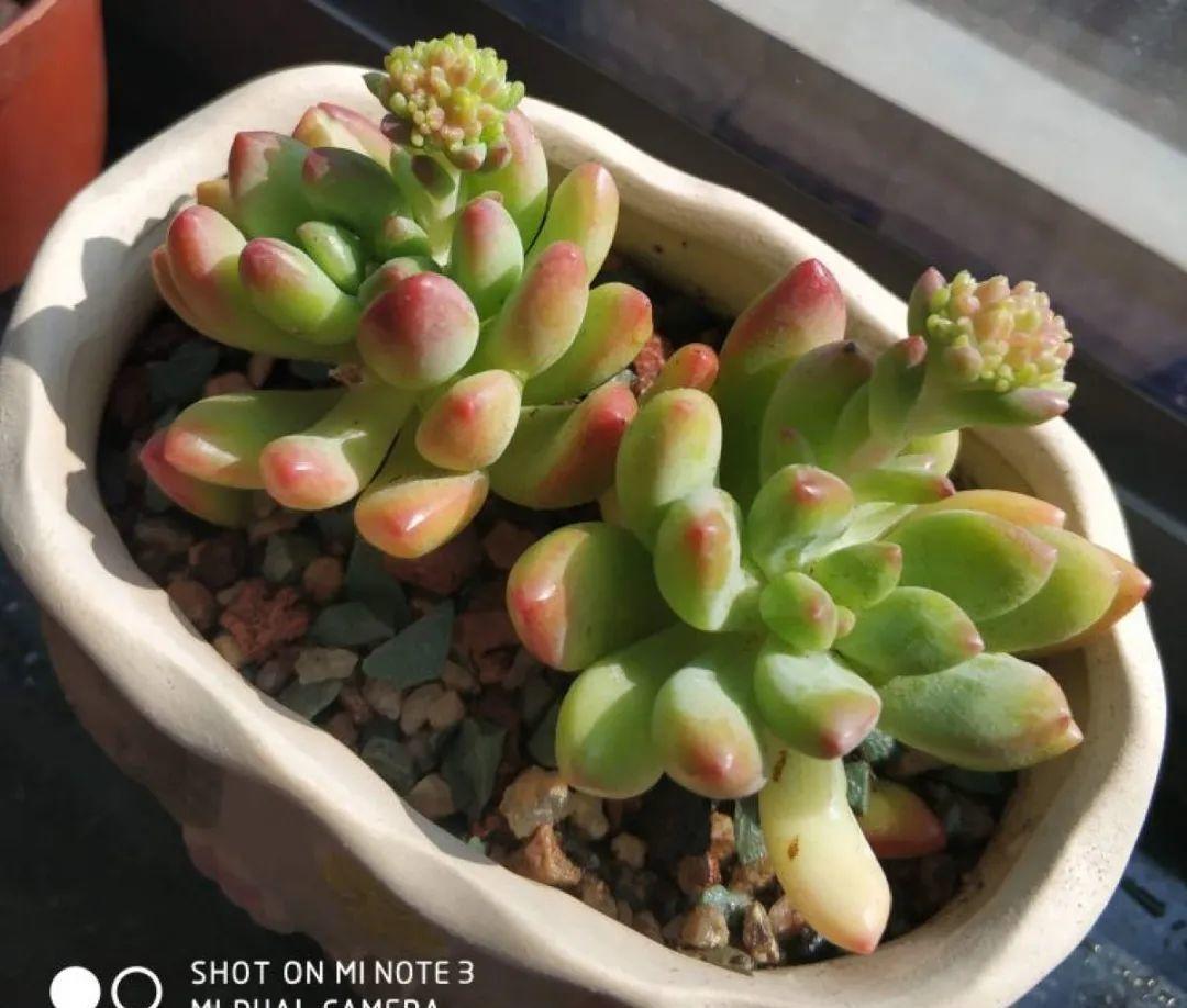 梦露|多肉中的“混血宝宝”，你家有吗？