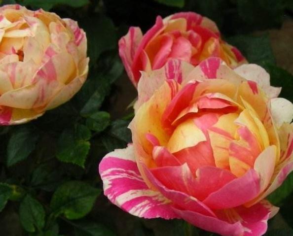 4种“多色花”养阳台，一盆比一盆颜色多，花开了就是100朵