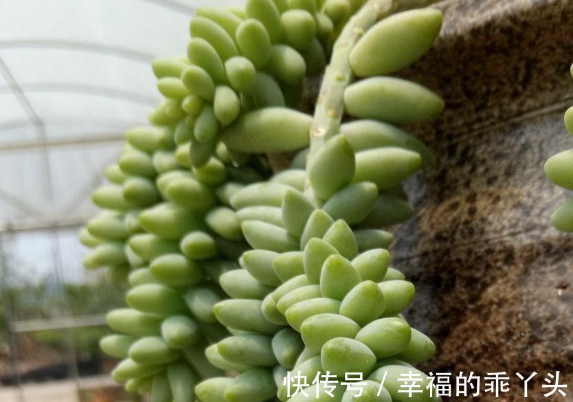 多肉这辈子一定要养的品种,你值得为它倾心