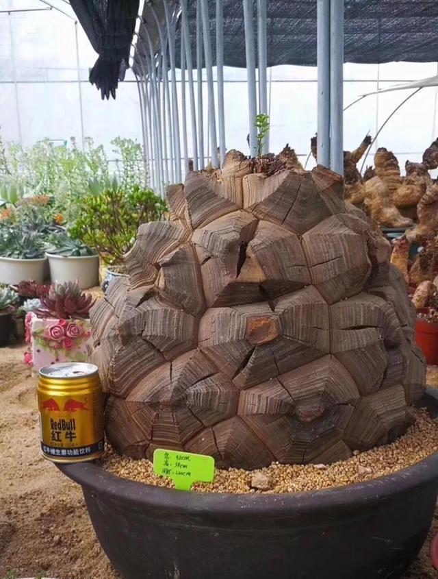 这花有个大肚子,里面全是水,1个月不浇照样活