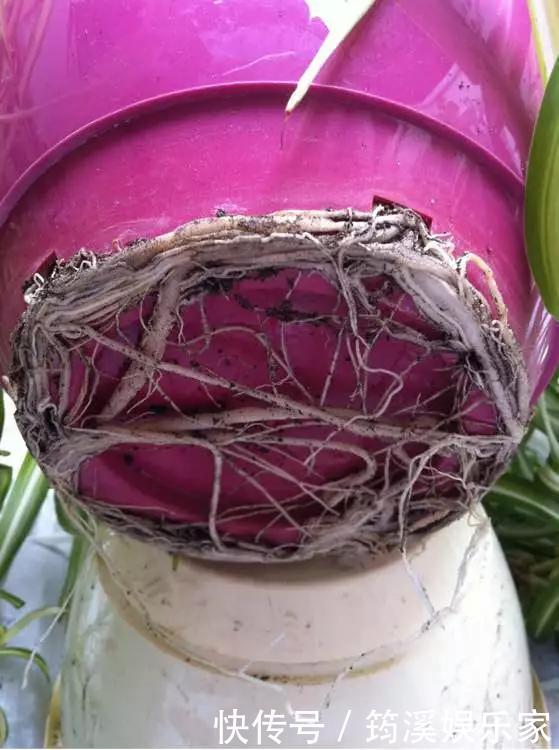 绿萝|4种花爱“吃土”,1年不换盆,盆里全是根不见土,换盆才能长好