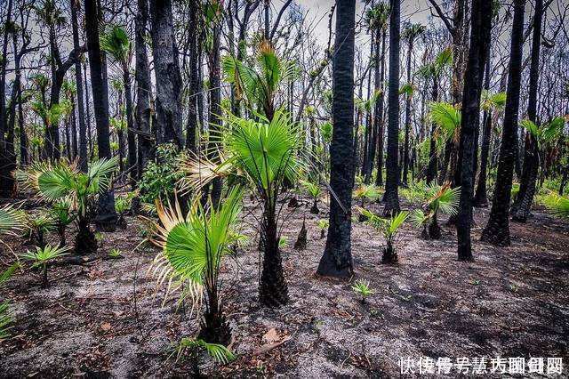 澳大利亚大火后森林植被复苏，科学家脸色难看：新的危机正在酝酿