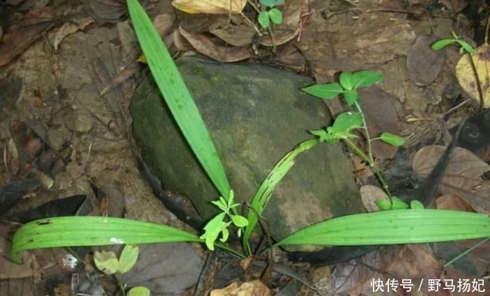 石蒜科|忠告：见到此野草，一定要拔回家，好处不请自来，作用非常大