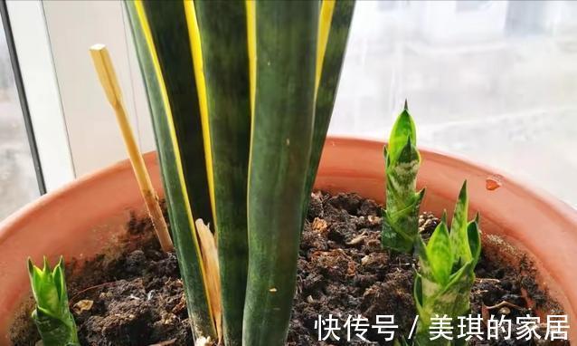 具状|虎皮兰进入8月经常“饿”,从三个方面喂饱它,才爱出小芽