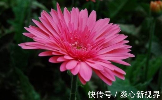 灯盏菊|夏季养菊不如养一盆“灯盏菊”,花大艳丽,造型独特,还提高格调