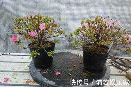 杜鹃|杜鹃花度夏难赶紧换位置,不长斑不招虫,秋天猛开花!