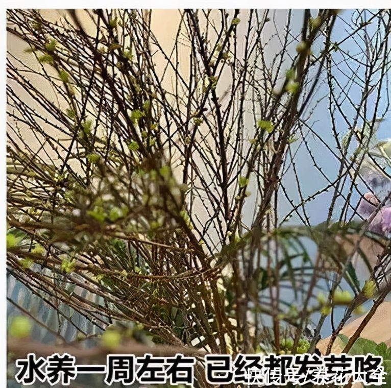 1种花叫“雪柳”,剪几根枝插水里,7天长叶,一个月开花,绝美