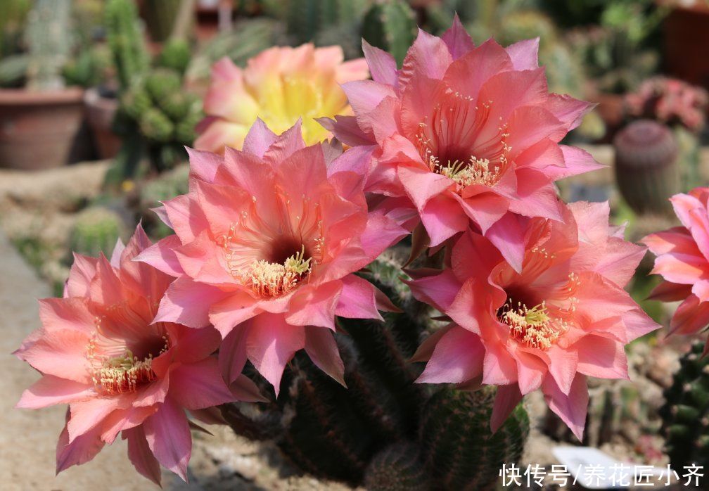 家中光照弱，3种花不要养，因为养了也不开花，它们喜欢强光照