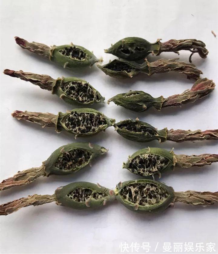 雄蕊|3种花不用“扦插”，花开完等俩月，半年变成“养花大户”！