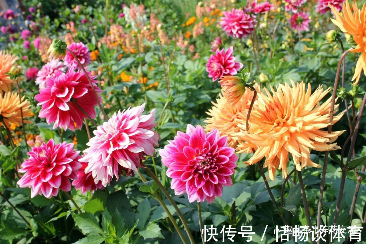 种大丽花的准备工作，温带和亚热带地区盆栽养护攻略