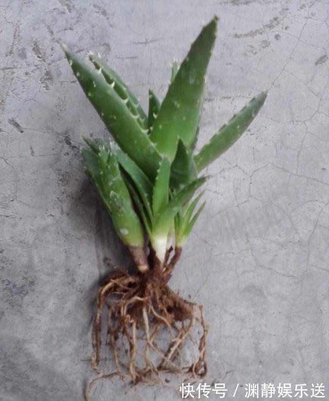 秋季|芦荟长爆盆了怎么办简单1个技巧，一盆养出20盆，侧芽多成老桩