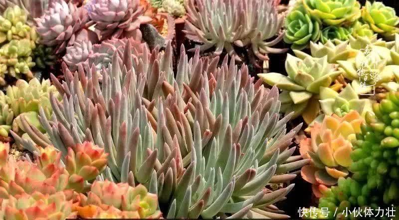 多肉|繁华落幕尽铅华,姹紫嫣红刹那,余生不长,因爱而芳华!