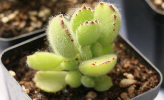 该如何看护多肉熊童子?从这6方面下手准没错