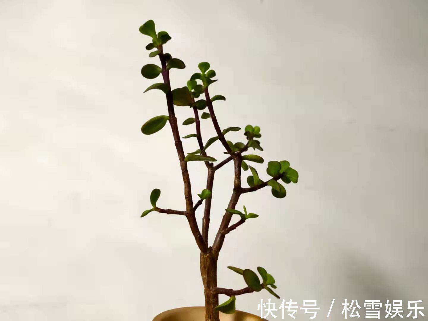 施肥|养护金枝玉叶,掌握2个小技巧,叶片翠绿,枝干粗壮