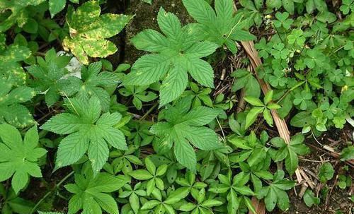 农村常见的一种野草,是“皮肤瘙痒”的克星,一涂很快就见效