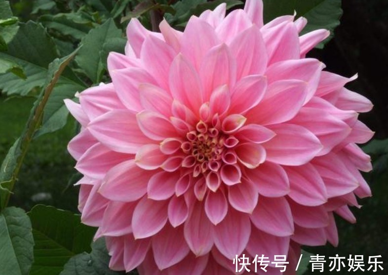 “4种花”最好养,半月浇水一次,花开压弯枝头,适合新手养!