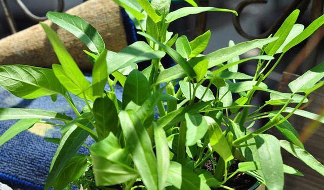 空心菜养在家里“真简单”,买点种子施点肥,窜出嫩芽吃起来放心