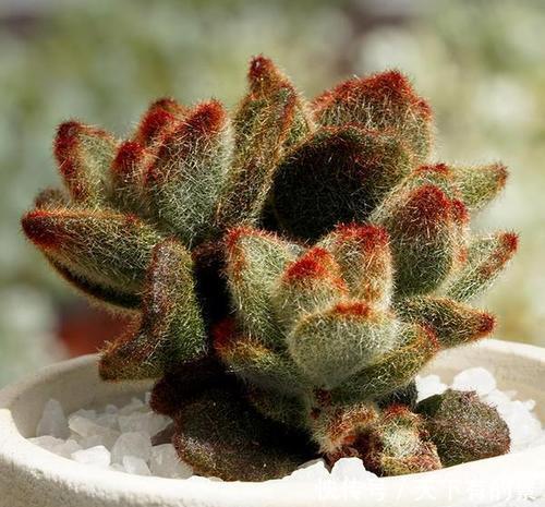 叶片|20款高贵梦幻紫色多肉,养一盆“紫气东来”,总有一款是你喜欢的