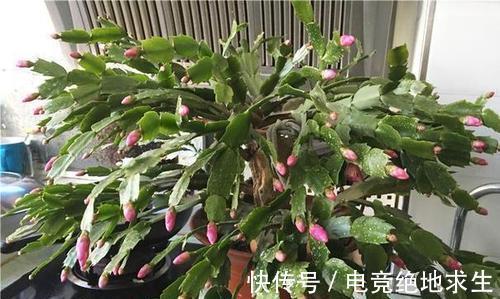 如果你养的蟹爪兰总是掉花苞,了解补救方法,春节花开停不下来