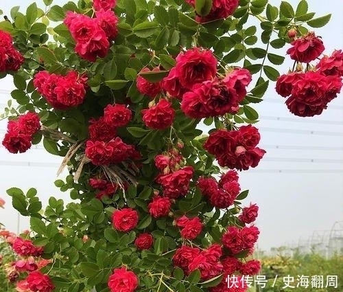 甜蜜红木香|我国最香的花,插土就能活,好看又好养,一年能开180天