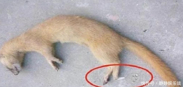 黄鼠狼|老祖宗总说黄鼠狼不能杀,科学研究表明,还真不能杀