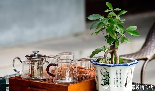 客厅养“3钱4财”,好看又好养,新手反倒看不上!