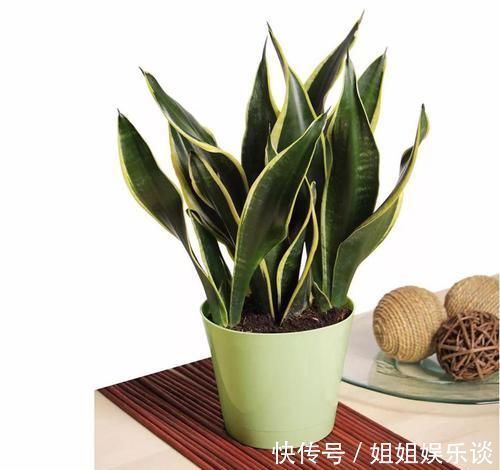 浇水|17种适合生长在弱光处的室内植物,可以摆放在家里的任何角落