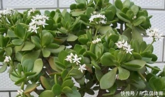 浇水|玉树花如何修剪？掌握几个小窍门，叶片宽大肥厚，花开色泽艳丽