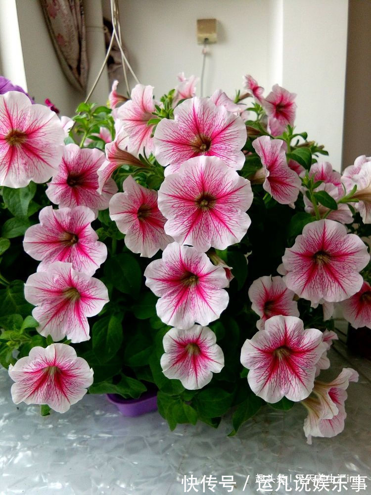 喜欢玫瑰，不妨试试“珍稀品种”汤姆奥桑特，水果香味，淡雅秀美