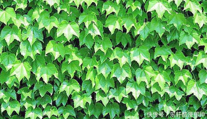 夜夜|天赐大吉兆,夜夜都偷笑,铁定变成有钱人的3属相