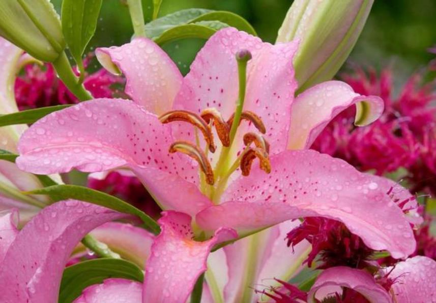 4种漂亮花,好养易活能爆盆,一开就是300多天,关键好养又漂亮!