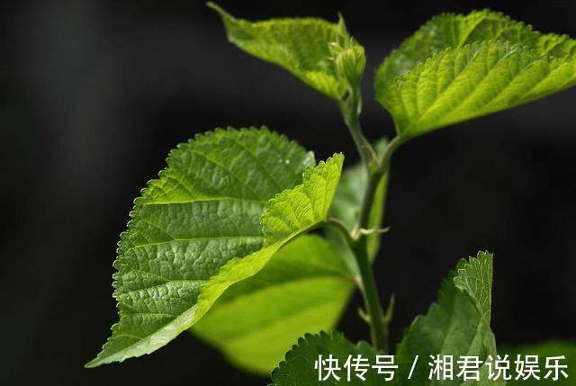 头晕|桑叶泡水喝的7大功效,教你4种搭配方式,一周身体变超棒!