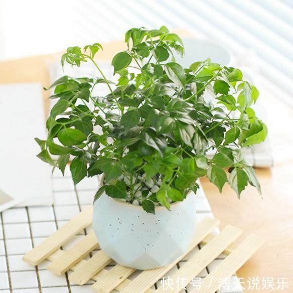 别乱养花，要养就养它，“镇宅辟邪”旺财、养人，有钱人都在养