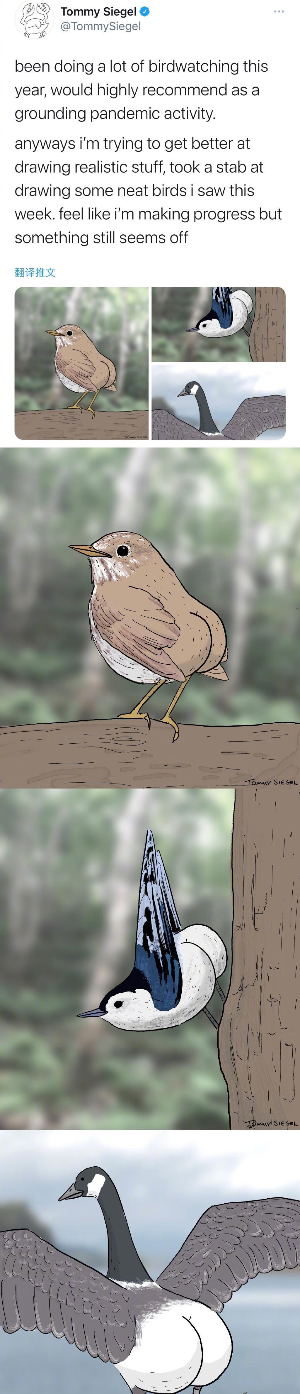 屁股|插画师因为鸟儿看多了,为它们画上屁股,结果被网友们嫌弃了!