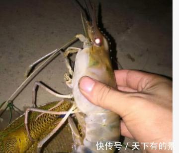 大虾入侵珠江，有人钓起一只发现满腹虾卵，这是要开始繁殖？