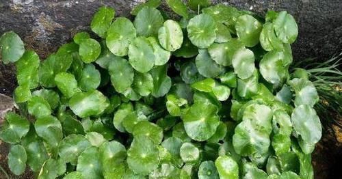  女性|养生女性常吃以下食物，排毒燃脂，安神助眠，缓延衰老，营养丰富